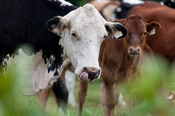 20100729_Vaches_2305.jpg