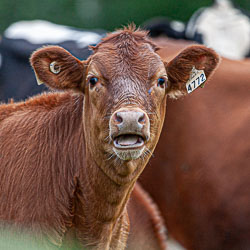 20100729_Vaches_2306-Modifier.jpg