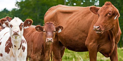 20100729_Vaches_2414-44.jpg