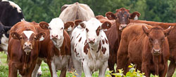 20100729_Vaches_2433_super-Modifier-45.jpg